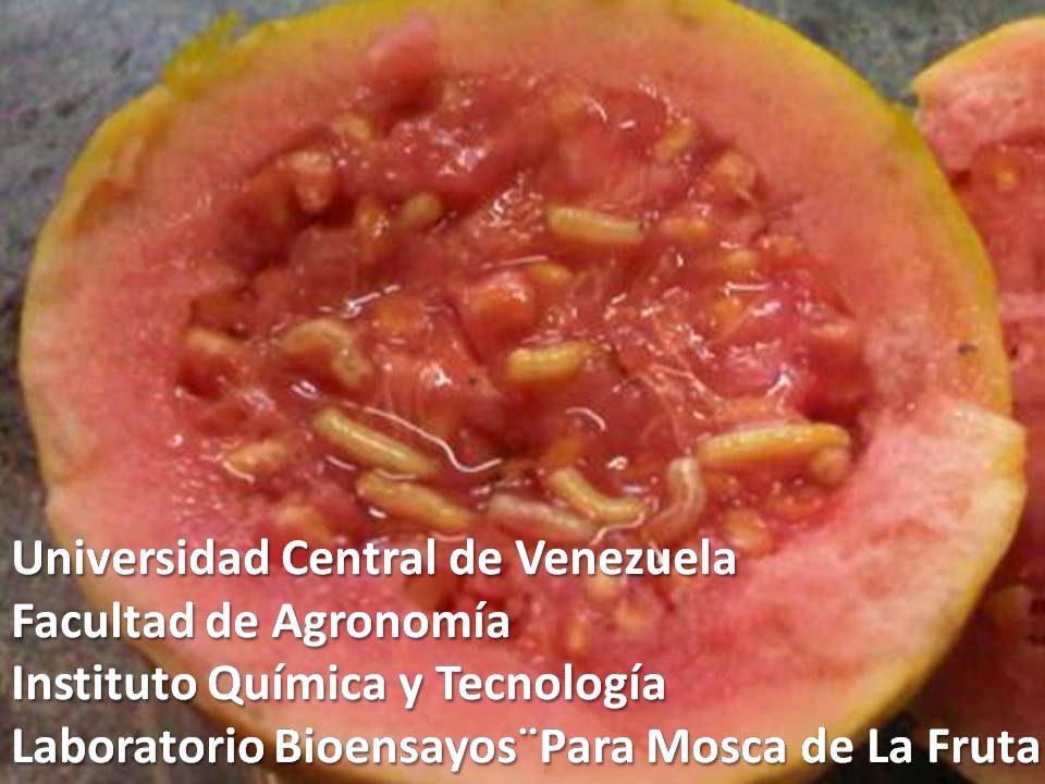 Larvas o gusanos en los frutos de guayaba